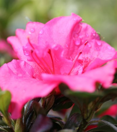Azalea Bloom-A-Thon® Hot Pink